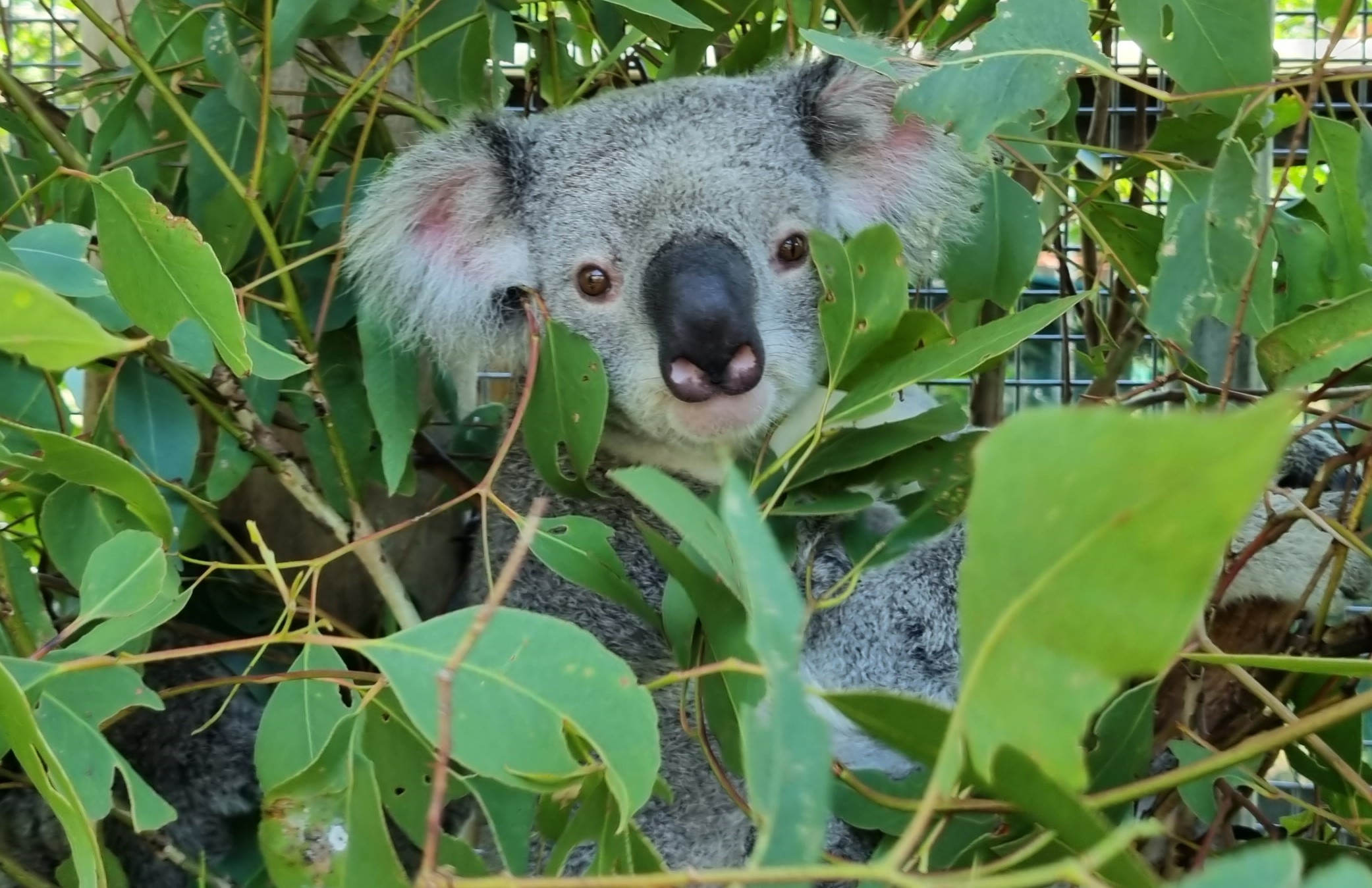 Stress test kit could boost koala joey survival Mirage News